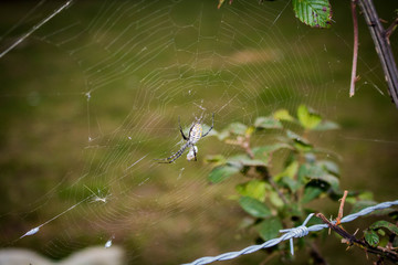 Yellow and Black Spider in a Web