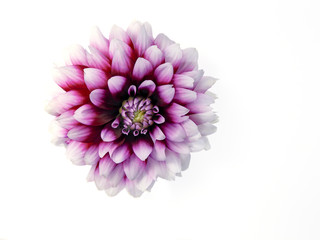 Purple dahlia flower silhouetted on white background.