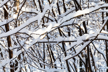snow-covered branches of trees in forest in winter