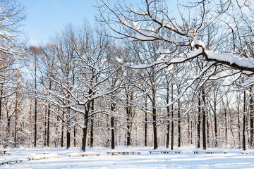 snow-covered oaks around benches in urban park