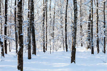 tree trunks in snowy forest in sunny winter day
