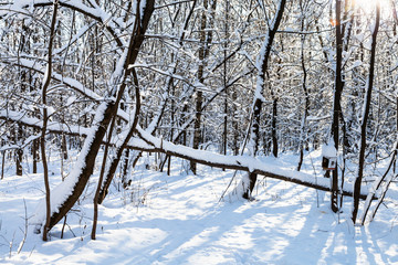 snow-covered broken tree in fores in sunny day