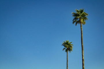 Two Trees Against the Sky