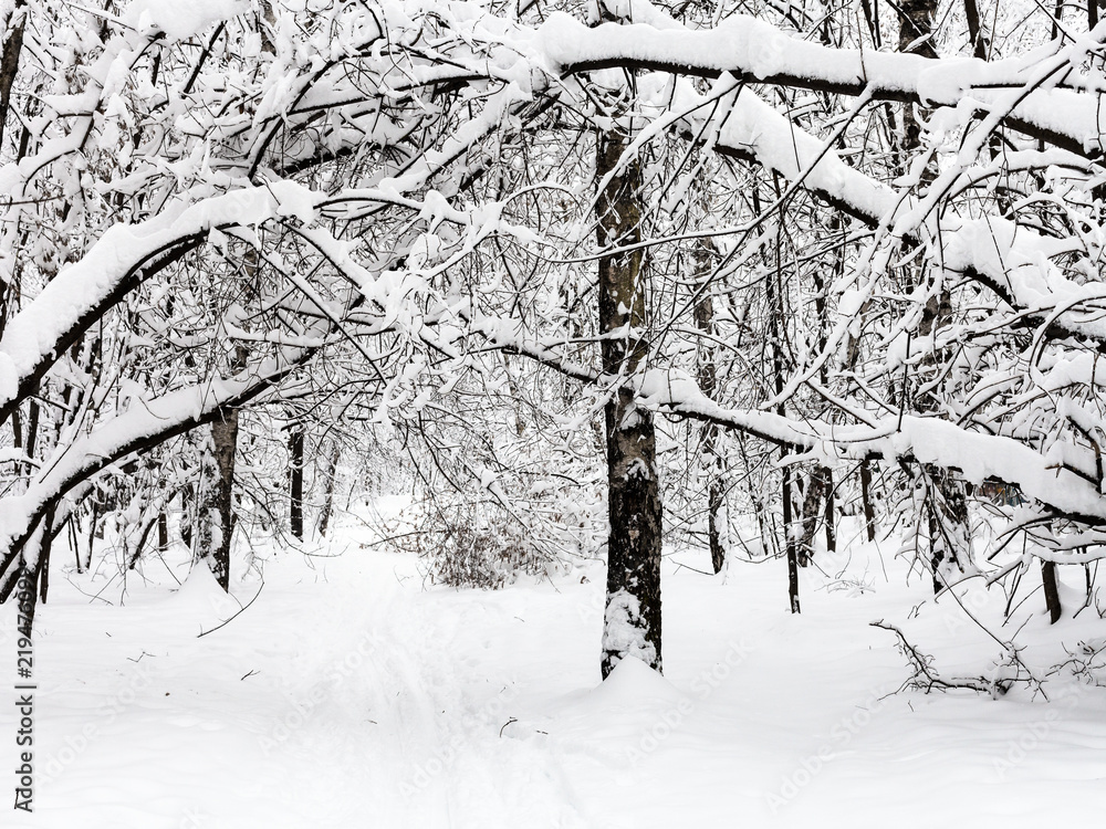 Poster path in snowy forest in overcast winter day