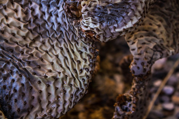 Crazy Texture of a Cactus