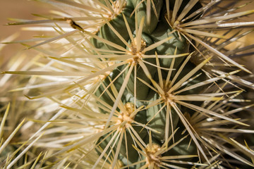 Spines of a Cactus
