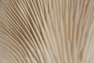 Extreme closeup on a king trumpet mushroom