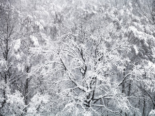 aerial view of snow-covered oak tree in snowfall