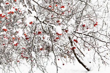 frozen hawthorn tree in urban park in winter