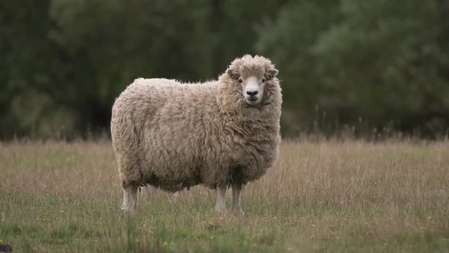 Fluffy sheep in scenic countryside
