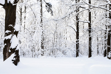 snow meadow in forest park in winter morning © vvoe