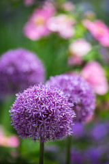 pink ornamental giant onion flowers