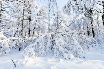 snowy woods in forest park in winter morning