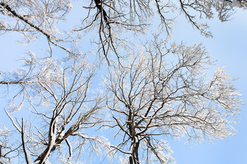bottom view of snow-covered tops of birch trees