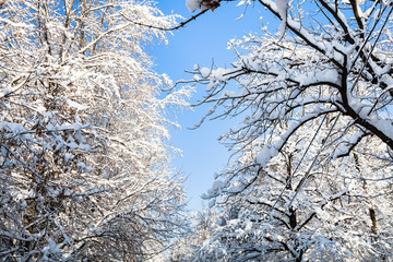 bottom view of blue sky between snow-covered trees