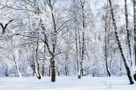 birch grove in snowy in forest park in winter