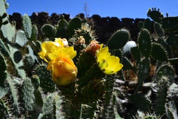 Flower cactus