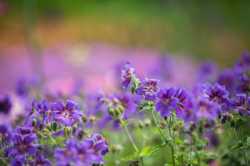 purple flowers on a colourful background