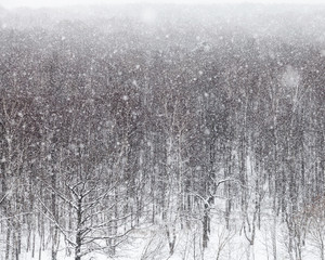 fall of snow over trees in park in winter day