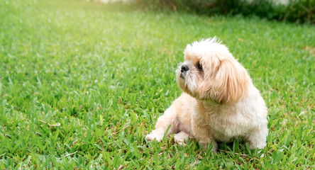 small dog breeds shih tzu brown fur in green lawn.And were seated at a lovely gesture and a lovely and loyal pets.And can be used as background