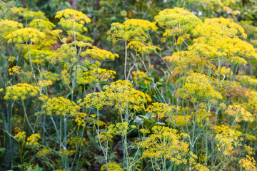 dill plantation in garden in summer evening
