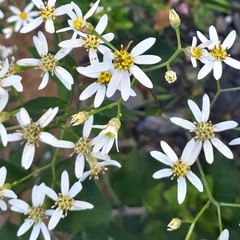 ЦяЦветы дикорастущие