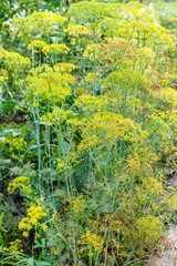Fototapeta na wymiar wet dill plants in garden after rain in summer