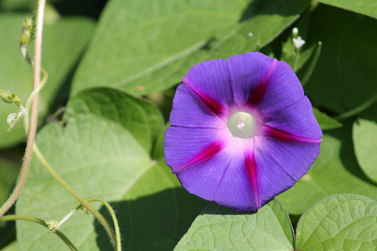 Fototapeta Light blue flower of Ipomoea purpurea or purple morning glory plant