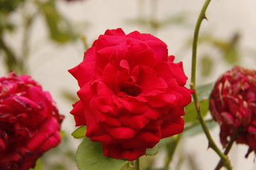 Roses rouge