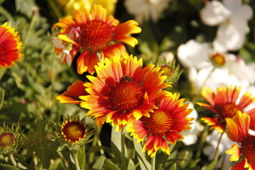 Abeille sur une fleur