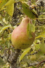 Poire d'un verger en Bourgogne