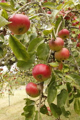 Pommes d'un verger en Bourgogne