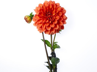 Orange dahlia flower with green stems silhouetted on white background