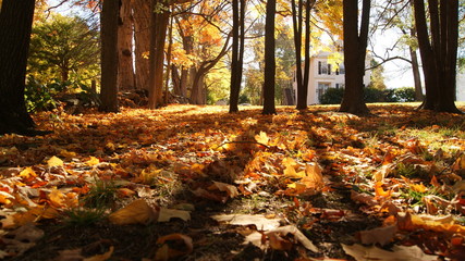Autum fall orange yellow and red leaves between the shadow of the trees in a small town in New England