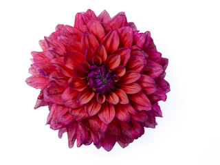 Magenta and orange dahlia flower silhouetted on white