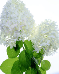 White hydrangea flowers with green leaves silhouetted on white background