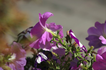 Fototapeta na wymiar Flowers