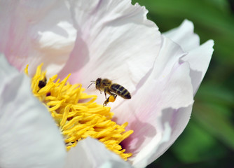 Honey bee flies to the flower of the pion dendriform