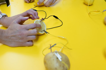Potato battery STEM activity with potatoes, lemons, alligator clips, zinc and copper nails. Natural...