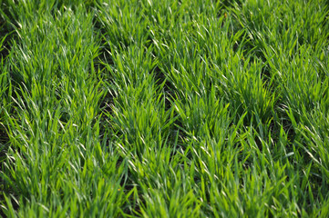 Spring crops of winter wheat