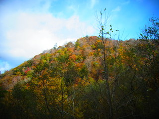 autumn leaves in japan
