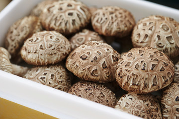 shiitake