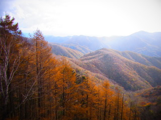 autumn leaves in japan