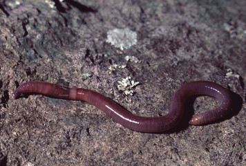 Common Earthworm (Lumbricus Terrestris) Nightcrawler