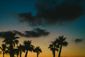 Obraz premium Backlit palm trees at sunset in a beach resort town in summer.