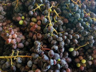 Close-up of organic grapes at farmer's market, mostly dark purple with some red and a few bright green grapes. Stems attached. 