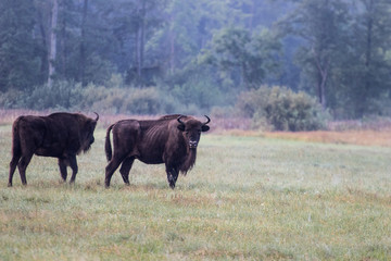European bison in the morning fog in the forest. Wildlife photography of wild animals in the forest. Plain in the middle of the primeval forest where bisons graze freely