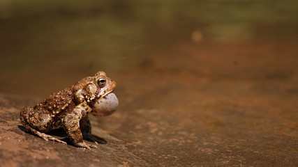 Rare In Day Light Toad Inflating To Call Mate