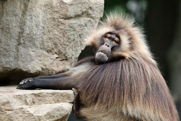 Male bleeding-heart monkey