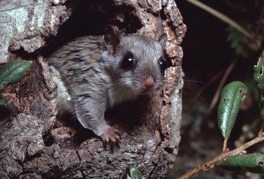 Southern Flying Squirrel (Glaucomys Volans)